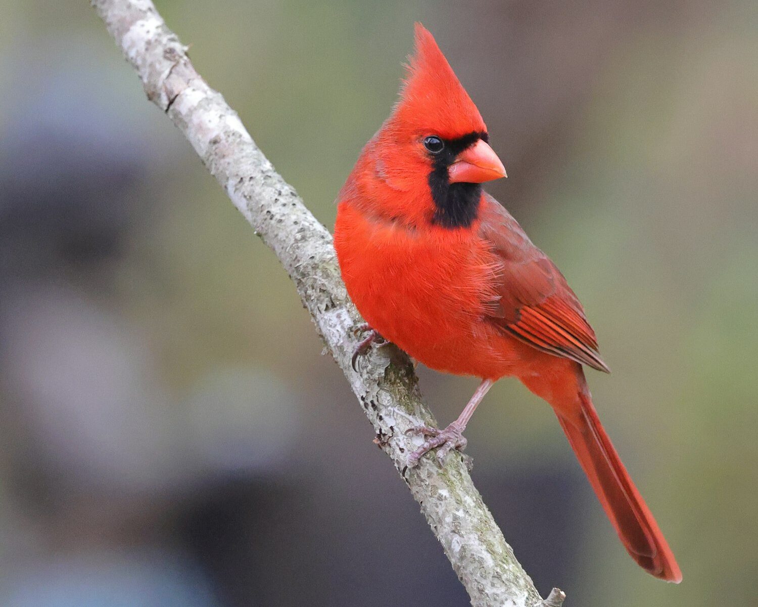 Vibrant red birds sitting on a branch Isabel von Korff-both.and-kurzzeit.coaching-mentoring-impulsvorträge